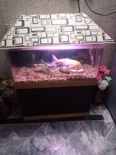 gold fish with aquarium