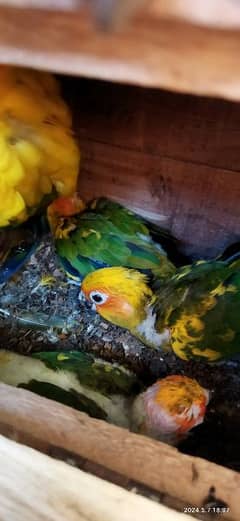 Swinson lory chicks , sunconure  chick and pair available