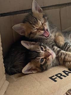 American shorthair kittens for adoption