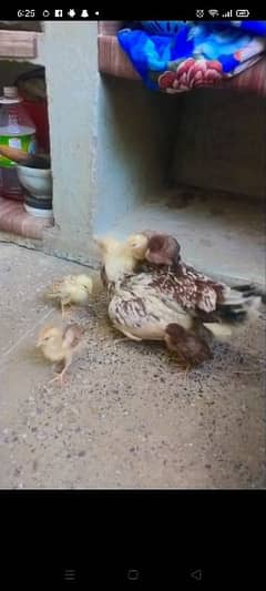 5 aseel chicks for sale in active and good condition