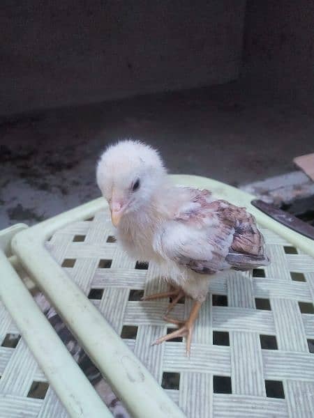 aseel hen with 4 aseel chicks for sale in active and good condition 1