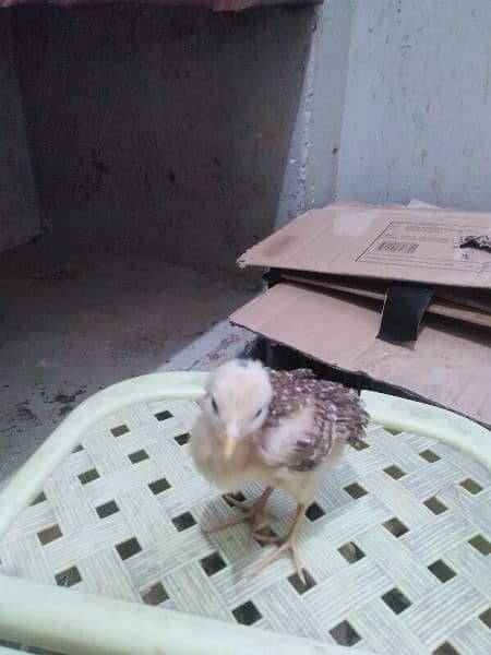aseel hen with 4 aseel chicks for sale in active and good condition 3