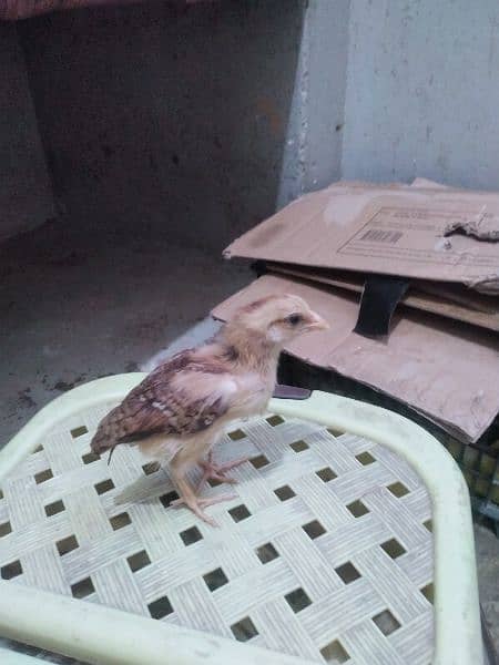 aseel hen with 4 aseel chicks for sale in active and good condition 4