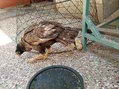 aseel murgi with 5 chicks for sale