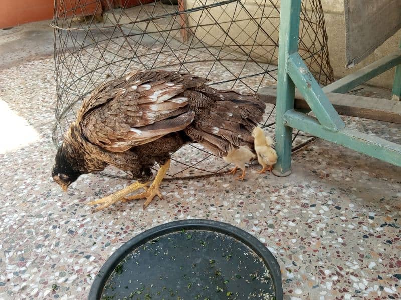 aseel murgi with 3 chicks for sale 2