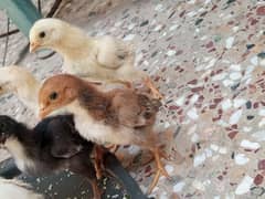 aseel murgi with 3 chicks for sale