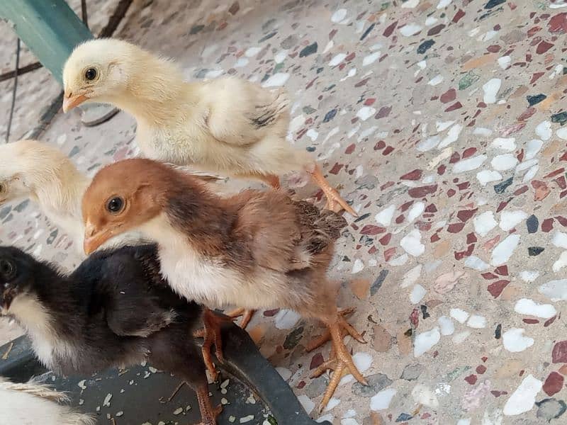 aseel murgi with 3 chicks for sale 0