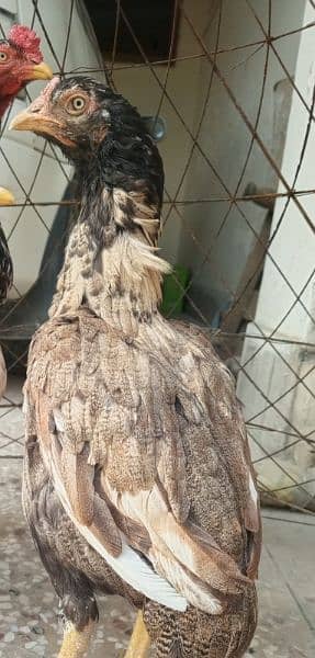 aseel murgi with 3 chicks for sale 1