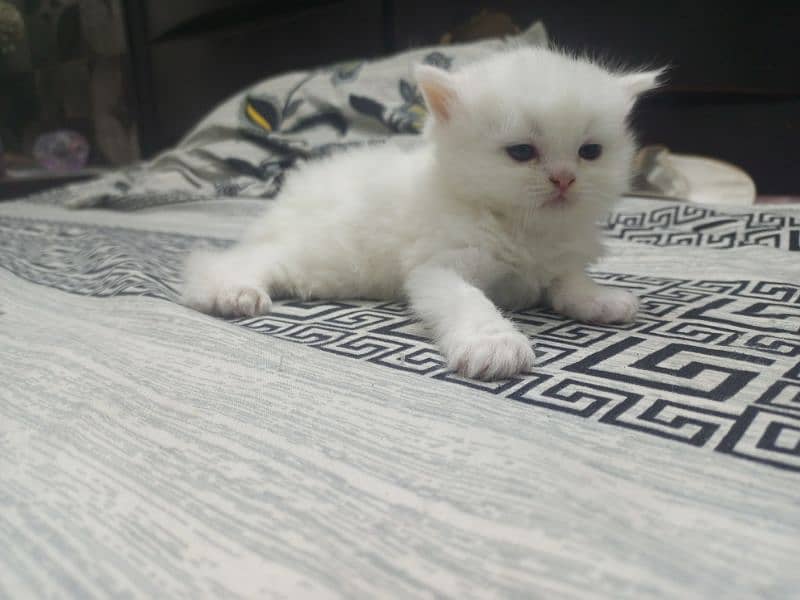 persion kitten 1