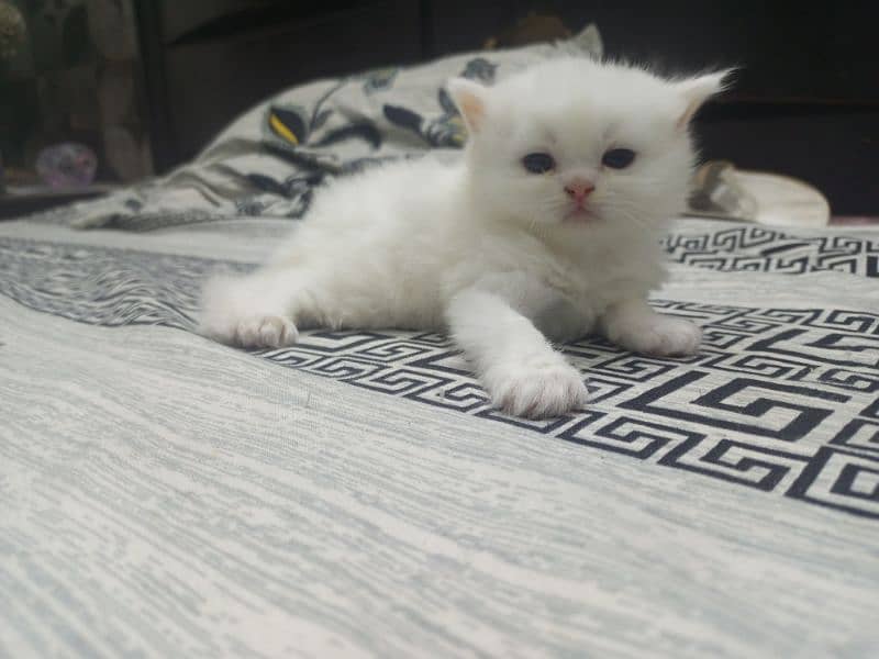 persion kitten 2