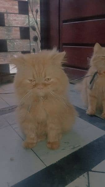 persian cats pair  fe male doll face male  punch  face 5 1