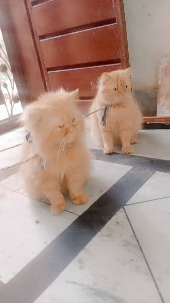 persian cats pair  fe male doll face male  punch  face 5 6