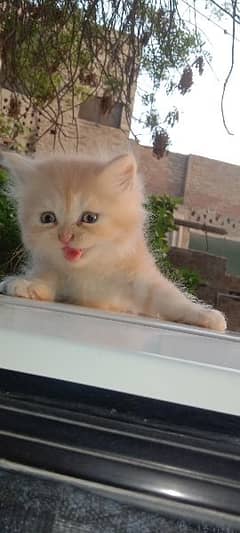 Persian kitten long cote healthy phone#03094057544