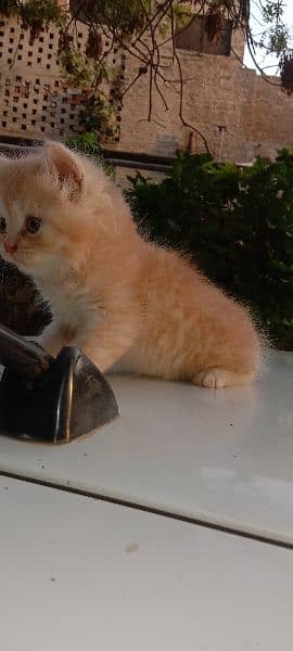 Persian kitten long cote healthy phone#03094057544 2