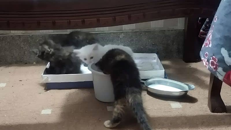 3 black and 2 white turkish Angora males kitten 2