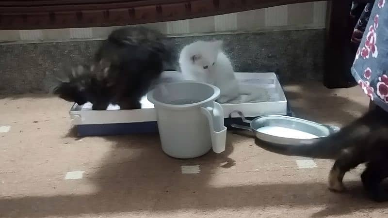 3 black and 2 white turkish Angora males kitten 3