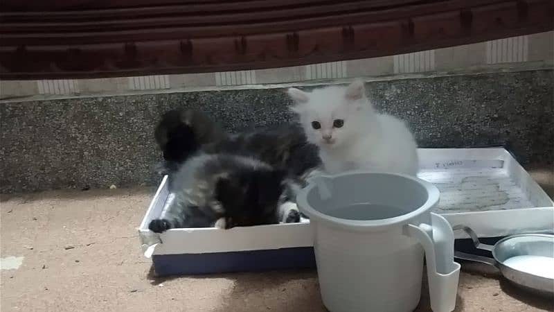3 black and 2 white turkish Angora males kitten 4