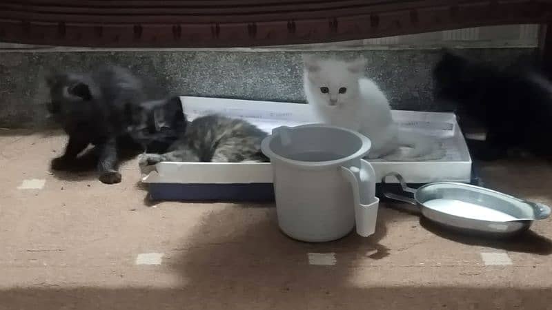 3 black and 2 white turkish Angora males kitten 5