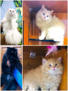 Persian punch face triple coated cat's and kitten's