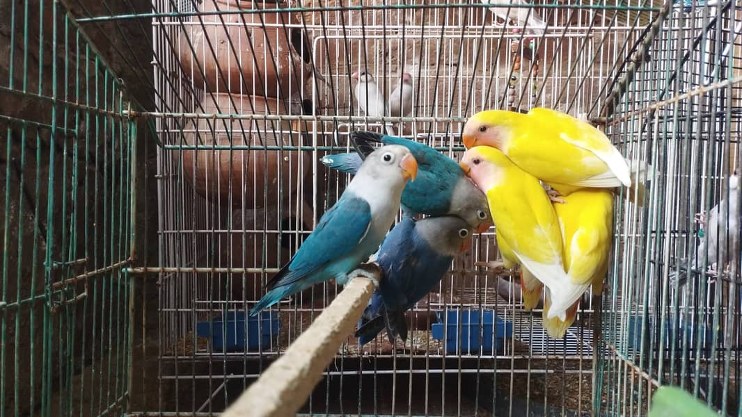 Albino/Lutino/Bule Fisheri Love Birds 0