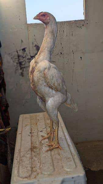 white O shamo female bird zoo sa import ki thi chick home breed ha 1