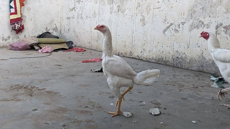 white O shamo female bird zoo sa import ki thi chick home breed ha 5