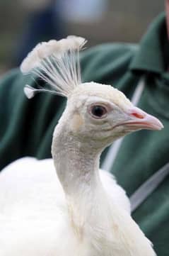 white peacock 0