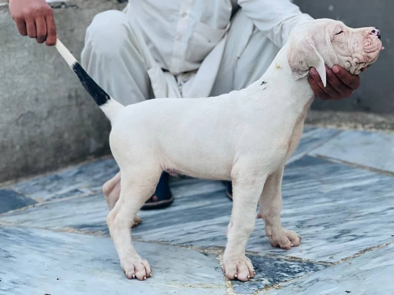 Dogo argentino Male pupps for sale 2