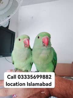 Single 5500 Final Hand Tamed Green Ring Neck Male/Female Parrots