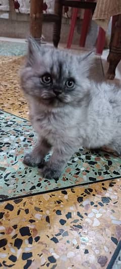 pure persian kitten for sale