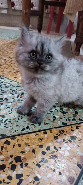 pure persian kitten for sale 1