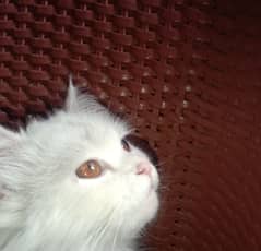 white beautiful Persian cat