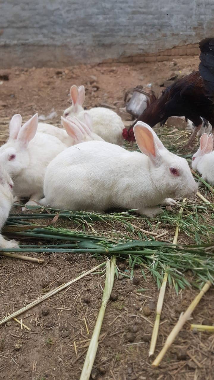11 ADULT RABBITS FOR SALE 1