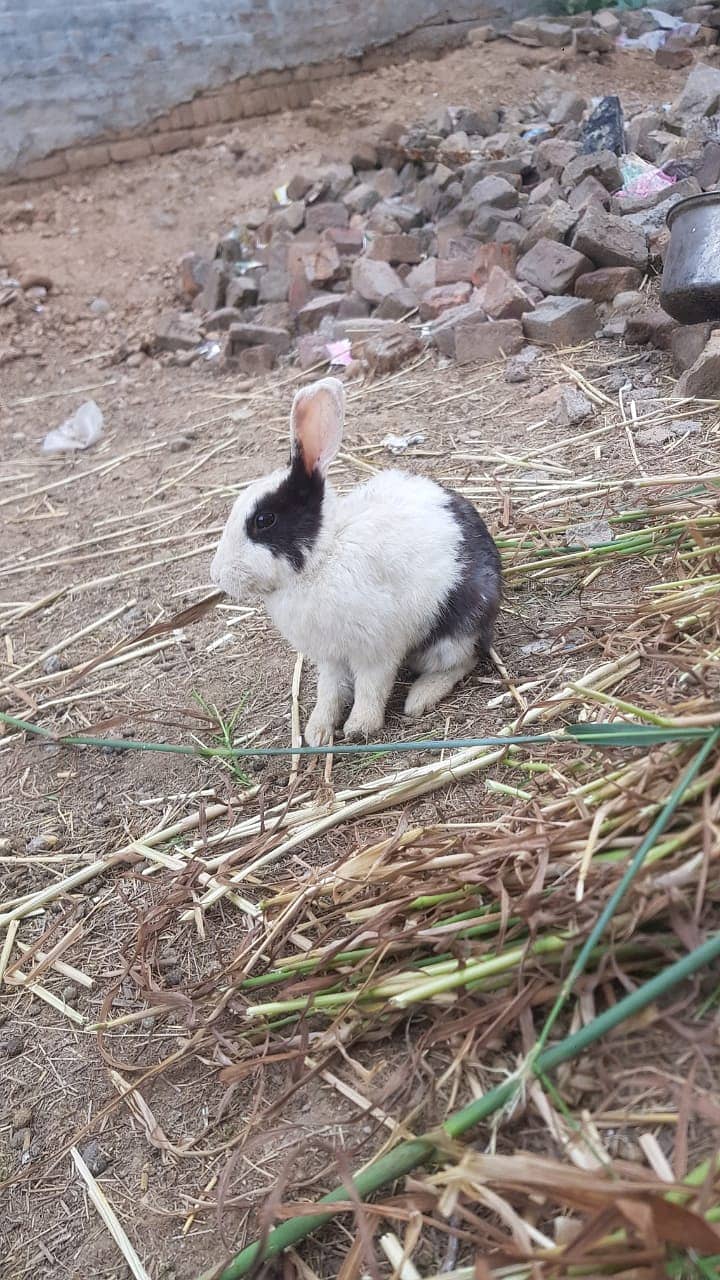 11 ADULT RABBITS FOR SALE 2