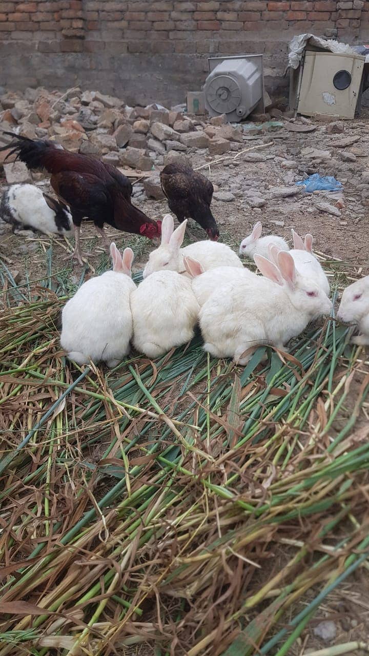 11 ADULT RABBITS FOR SALE 3