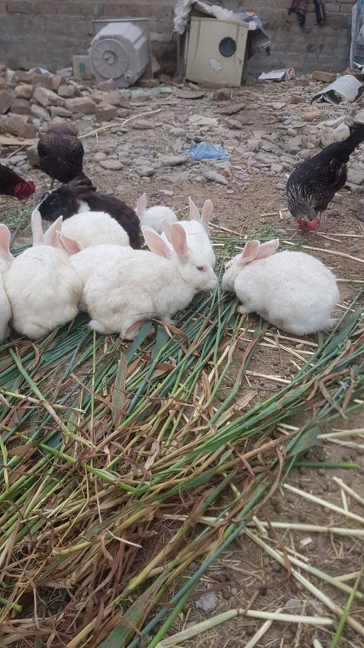 11 ADULT RABBITS FOR SALE 4