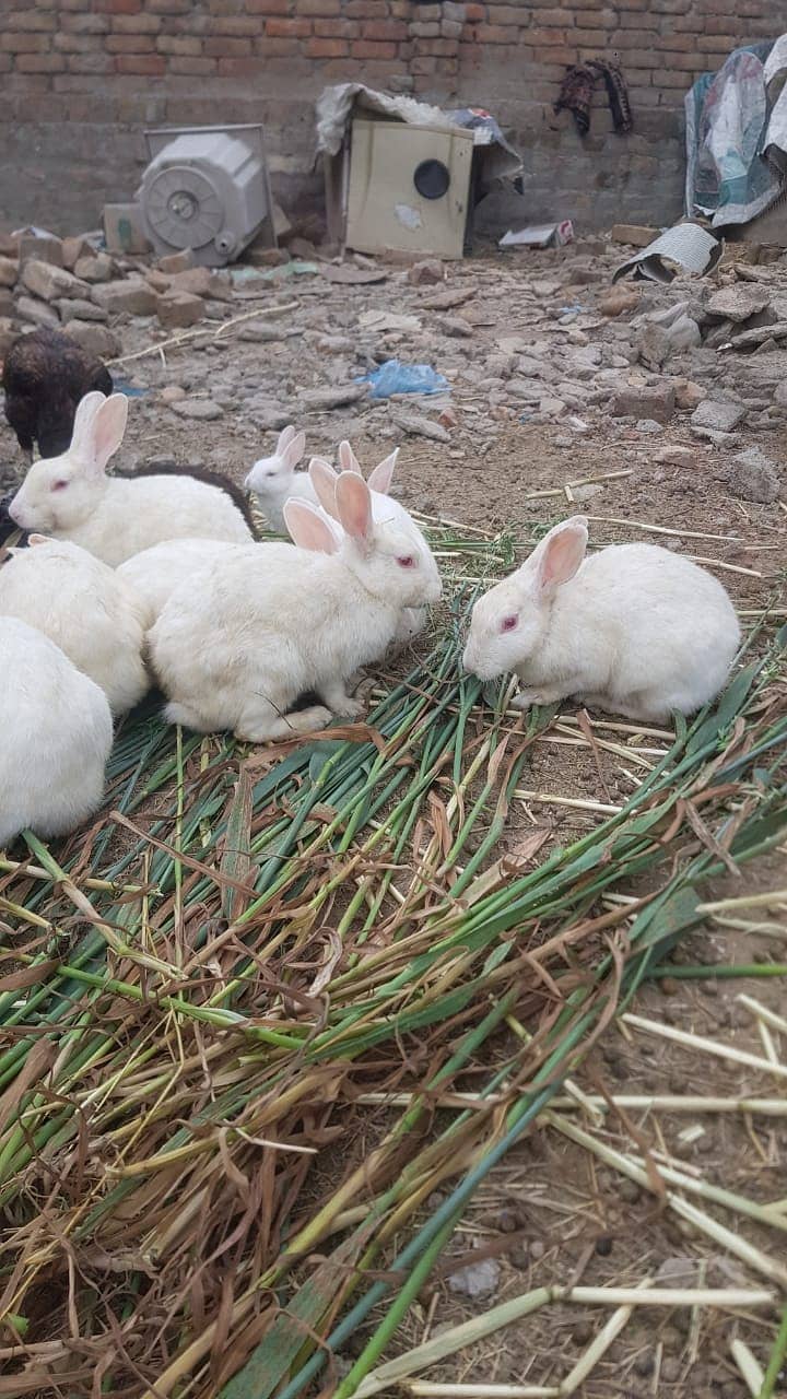 11 ADULT RABBITS FOR SALE 6