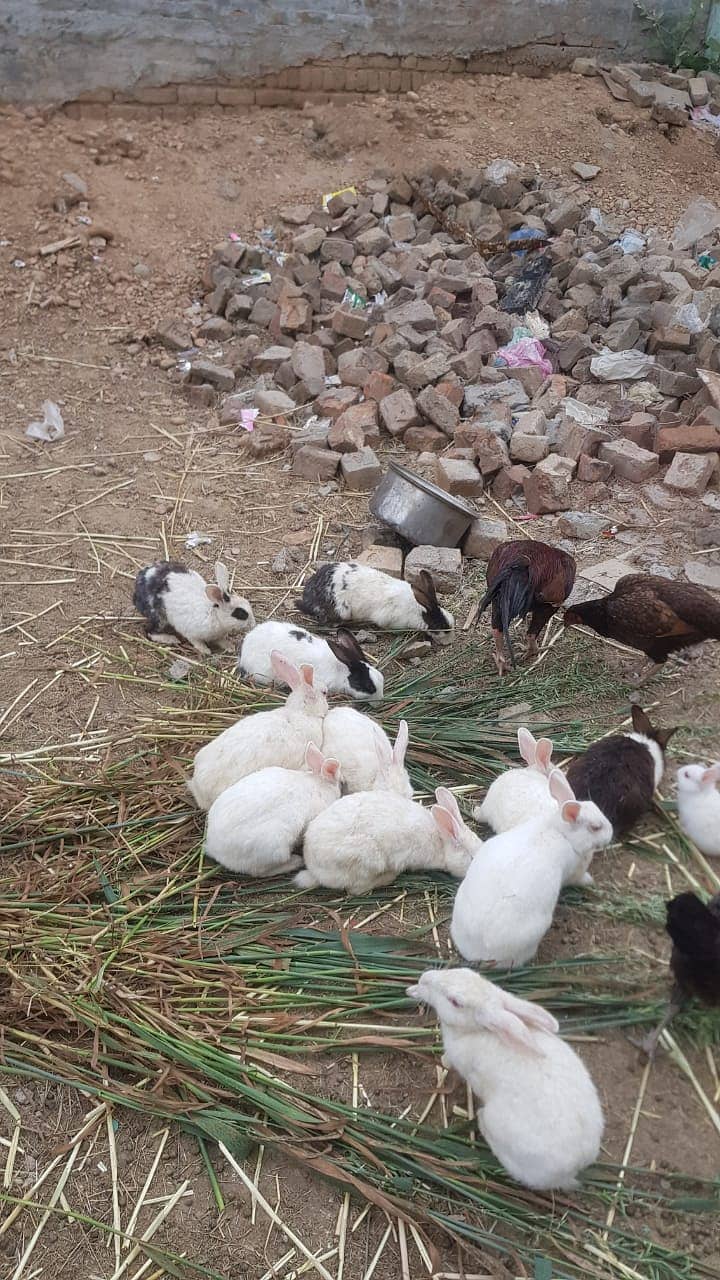11 ADULT RABBITS FOR SALE 8