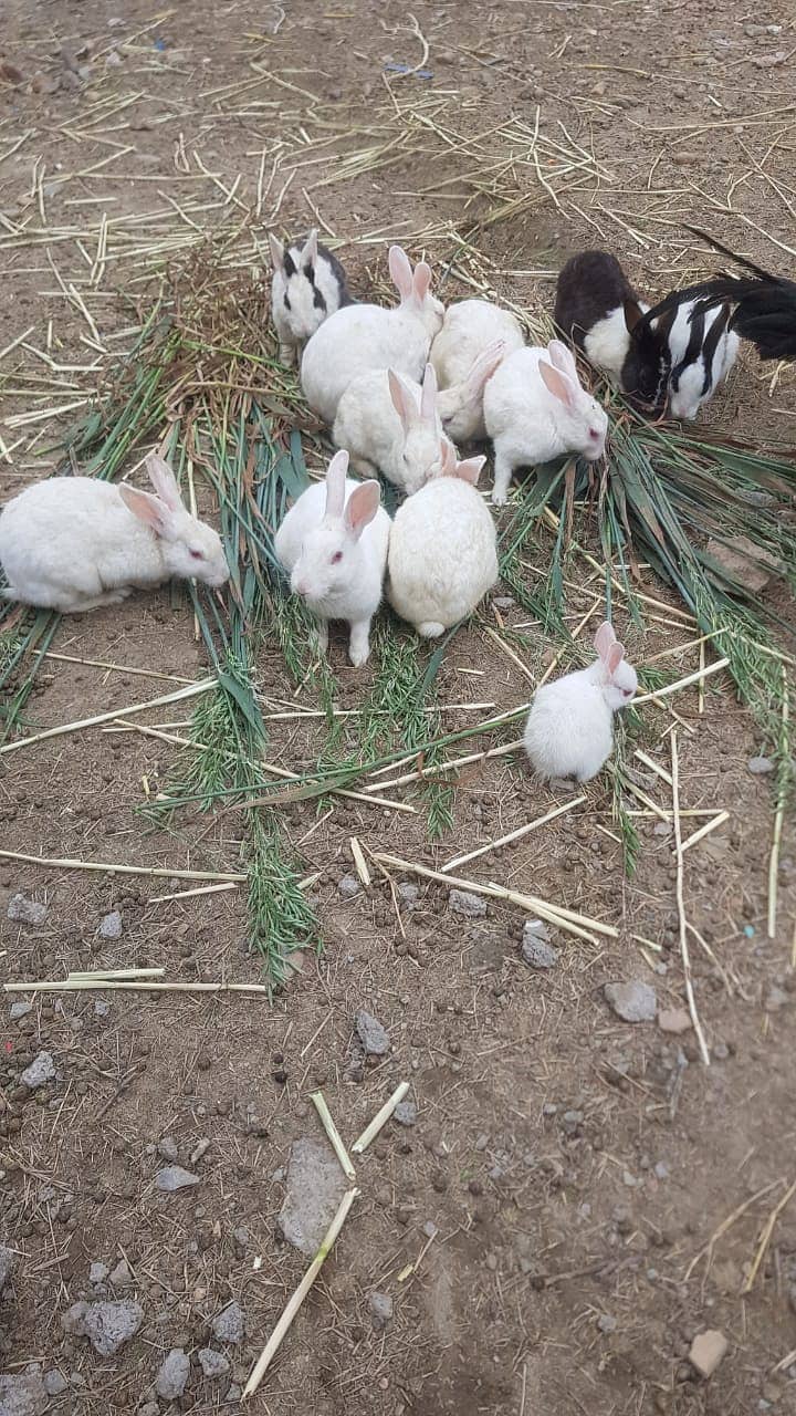 11 ADULT RABBITS FOR SALE 9