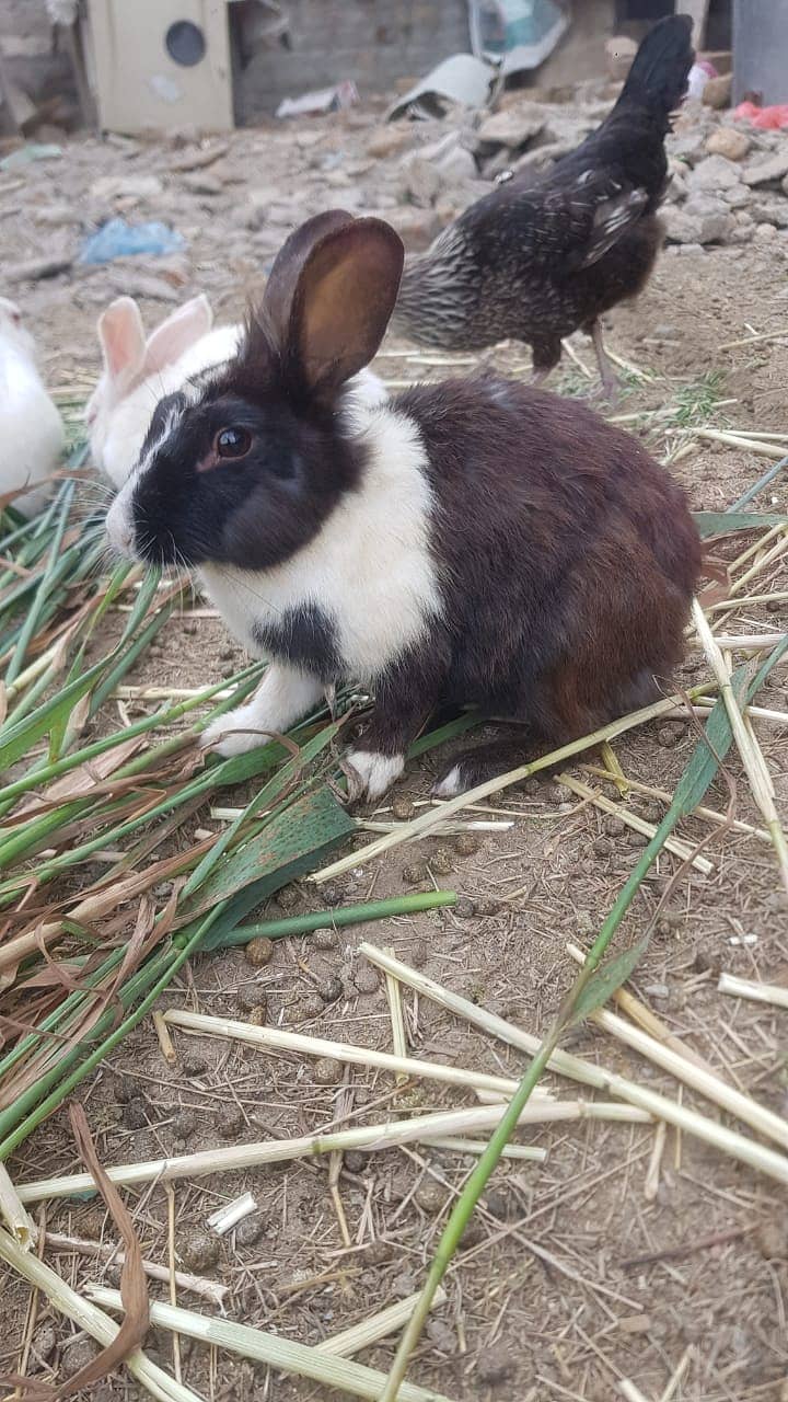 11 ADULT RABBITS FOR SALE 10