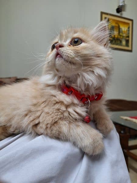 Persian kitten with accessories 1