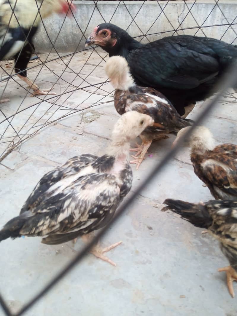 Aseel chicks 7