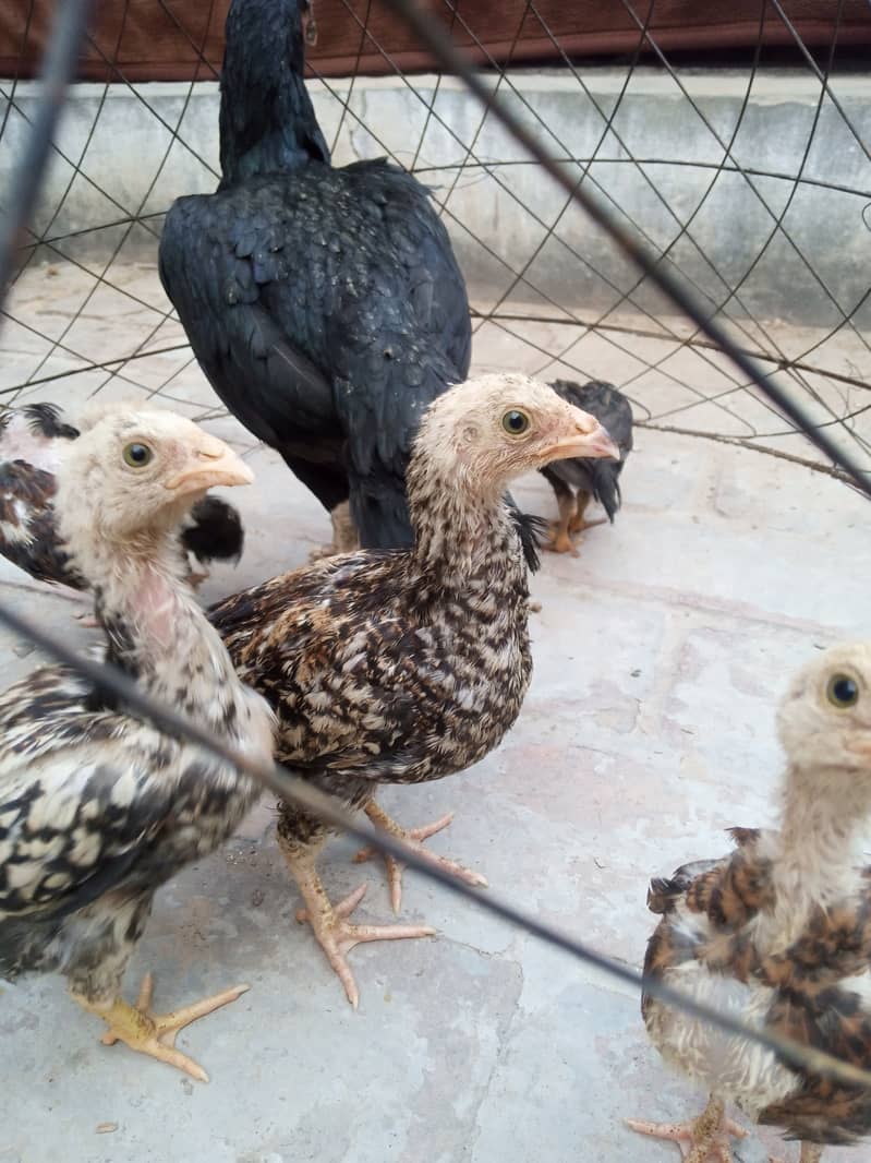 Aseel chicks 8