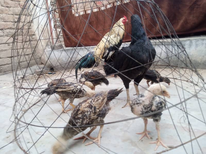 Aseel chicks 11