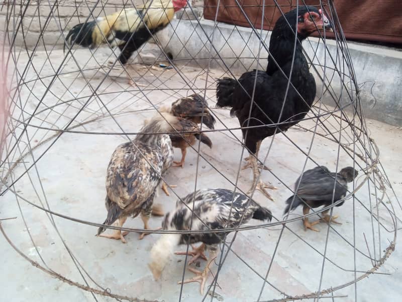Aseel chicks 14