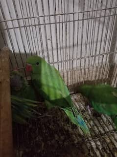 green ringneck near to self healthy and active