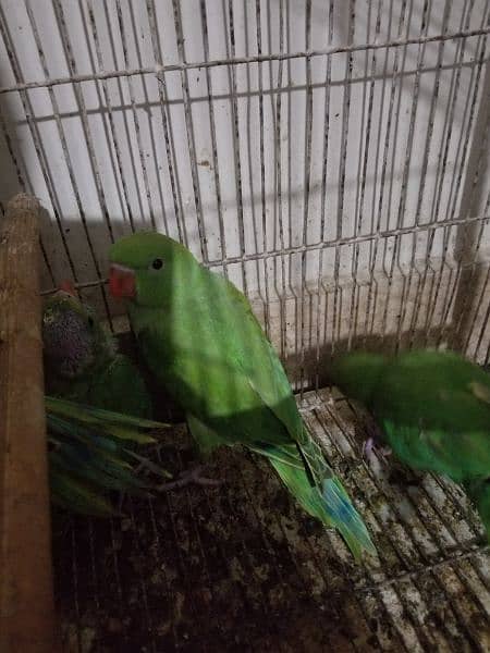 green ringneck near to self healthy and active 0