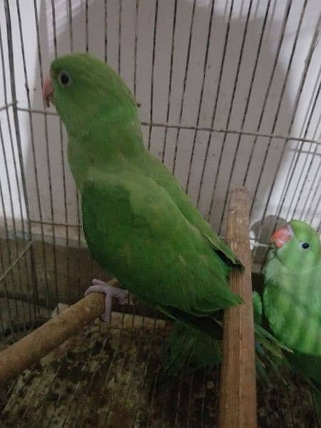green ringneck near to self healthy and active 1