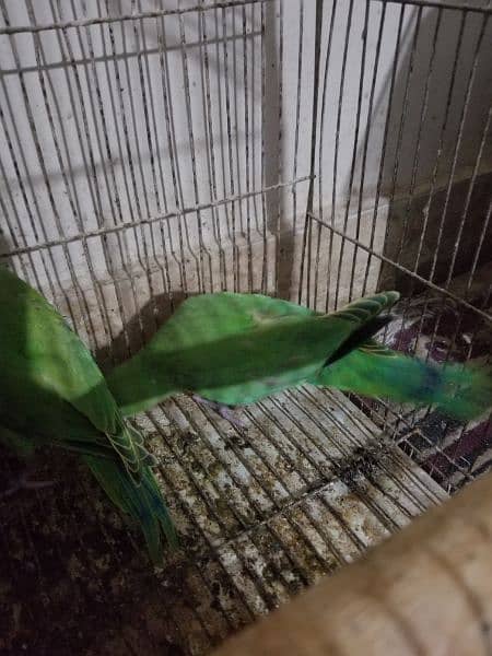 green ringneck near to self healthy and active 2