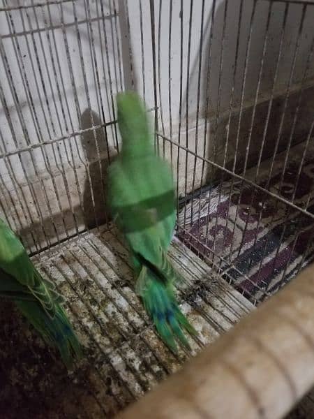 green ringneck near to self healthy and active 3